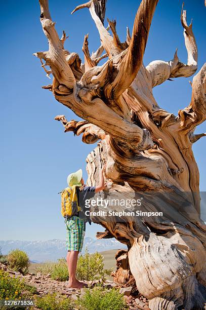 girl and large ancient bristlecone pine tree - inyo national forest stock pictures, royalty-free photos & images