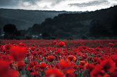 red poppies in the field. remembrance day