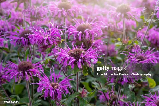 monarda 'balmy purple' summer flowers also known as bee balm - bergamotplant stockfoto's en -beelden