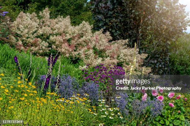 a beautiful summer english garden flower border planter with rudbeckia, astilbe, sea holly and gladioli buddleja - butterfly bush stock pictures, royalty-free photos & images