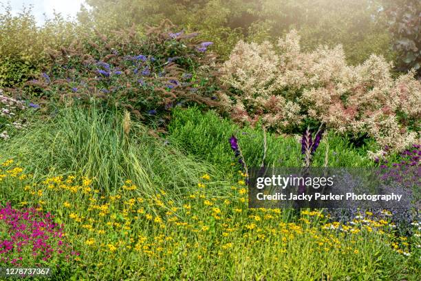 a beautiful summer english garden flower border planter with rudbeckia, astilbe, sea holly and gladioli buddleja - butterfly bush stock pictures, royalty-free photos & images