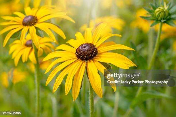 rudbeckia fulgida var. deamii. black-eyed susan, deam's yellow flowers also known as coneflower - black eyed susan stock pictures, royalty-free photos & images