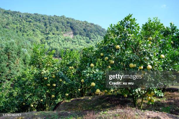 grapefruit on the grapefruit tree in the orchard - lemon tree stockfoto's en -beelden