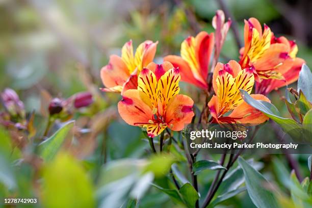 alstroemeria 'indian summer' (peruvian lily) vibrant red and yellow flowers - alstromeria stock pictures, royalty-free photos & images