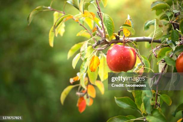 one ripe red apple on tree branch close up view. - apple tree 個照片及圖片檔