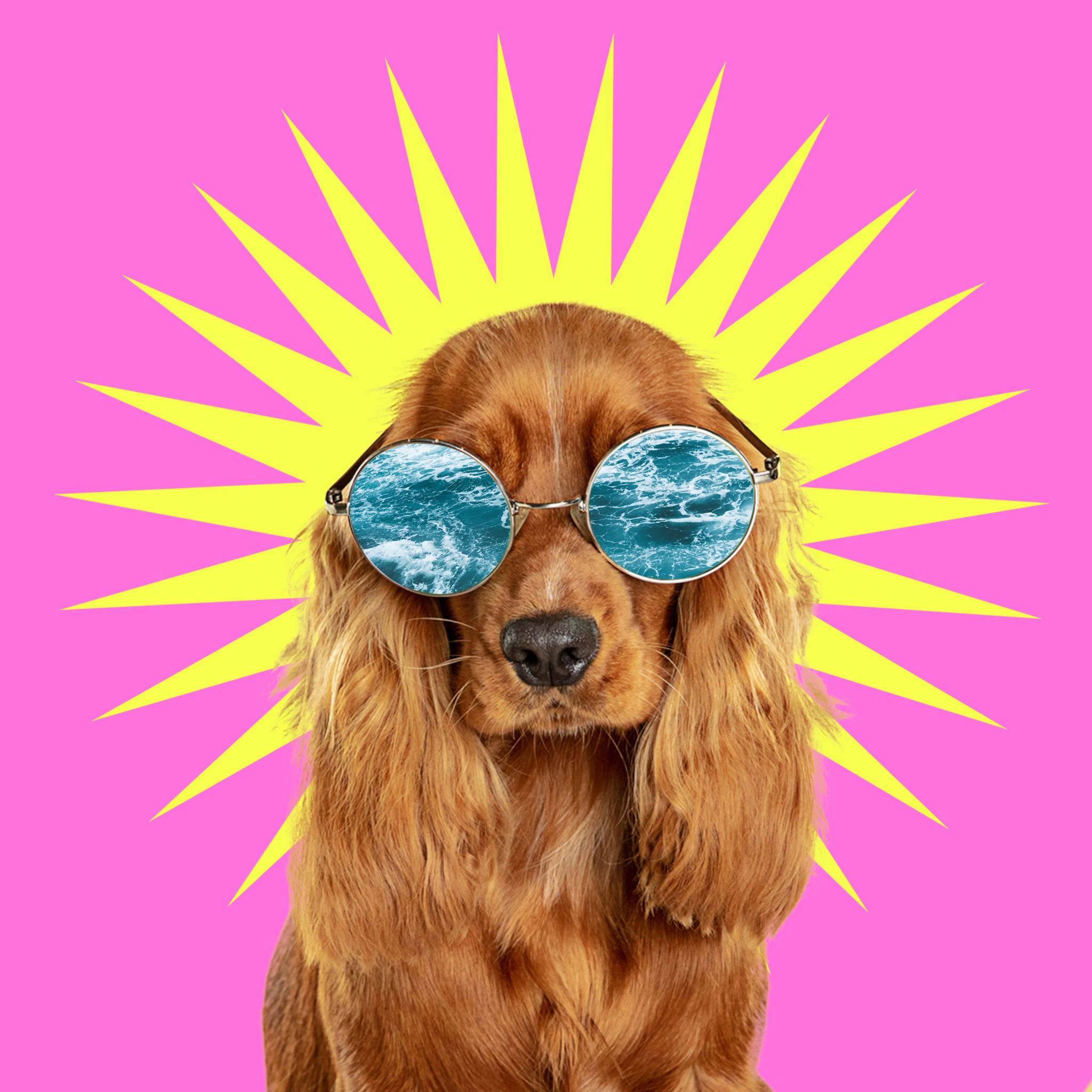 pet and art