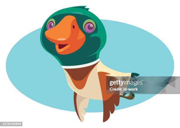 happy mallard flying - drake stock illustrations