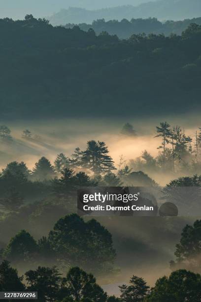 usa, georgia, fog above pine trees in blue ridge mountains at sunrise - montañas apalaches fotografías e imágenes de stock