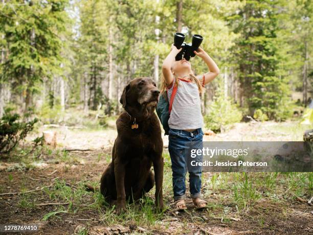 girl (4-5) looking through binoculars in forest, chocolate labrador sitting next to her, wasatch-cache national forest - children binocular stockfoto's en -beelden