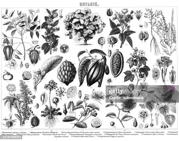 old engraved illustration of plants, botany - citrus blossom stock pictures, royalty-free photos & images