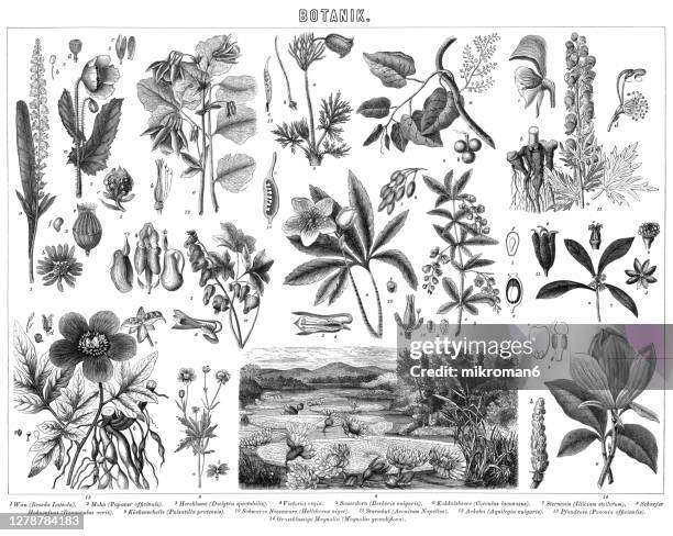 old engraved illustration of plants, botany - columbine flower stock pictures, royalty-free photos & images