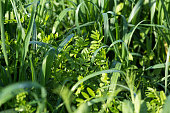 Vetch and oats as cover crops. Green manure crops