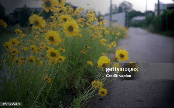 Hasuda 34 Hasuda Saitama Stock Photos, High-Res Pictures, and Images - Getty ...