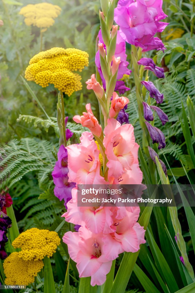 Beautiful pink Gladioli flowers in an English garden summer border