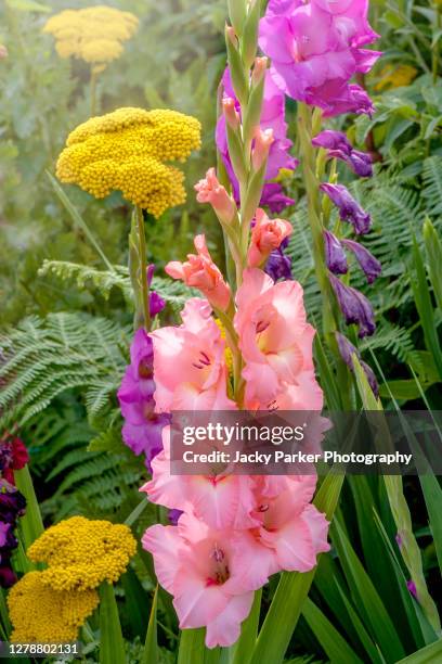 beautiful pink gladioli flowers in an english garden summer border - gladiolus 個照片及圖片檔