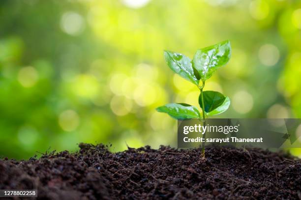 planting seedlings young plant in the morning light on nature background - young plant in ground new shoots stock-fotos und bilder