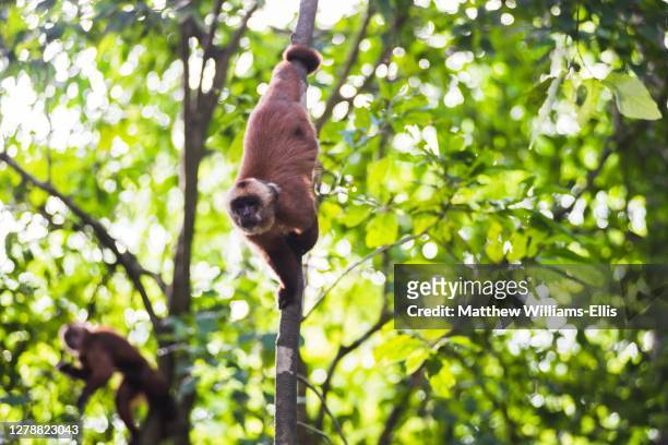 white fronted capuchin monkey, cebus albifrons, monkey island, isla de los monos, tambopata national reserve, peru, south america - cebus albifrons stock pictures, royalty-free photos & images