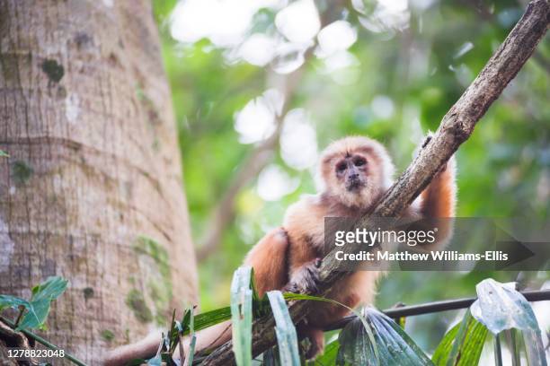 white fronted capuchin monkey, cebus albifrons, monkey island, isla de los monos, tambopata national reserve, peru, south america - cebus albifrons stock pictures, royalty-free photos & images