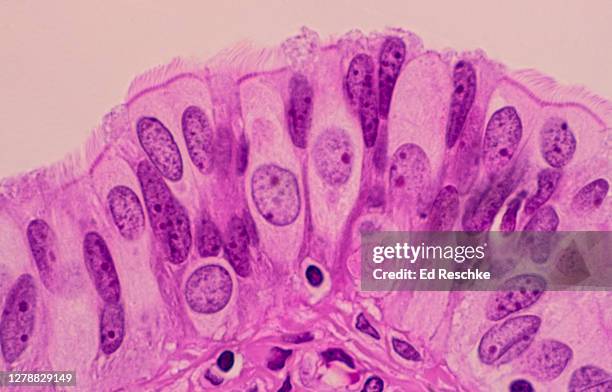 ciliated epithelium---simple columnar and peg (secretory) cells in the fallopian tube, 250x - lamina propria stock-fotos und bilder