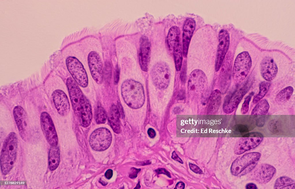CILIATED EPITHELIUM---SIMPLE COLUMNAR and PEG (Secretory) CELLS in the FALLOPIAN TUBE, 250X