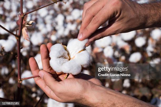 holding cotton boll - cotton stock-fotos und bilder