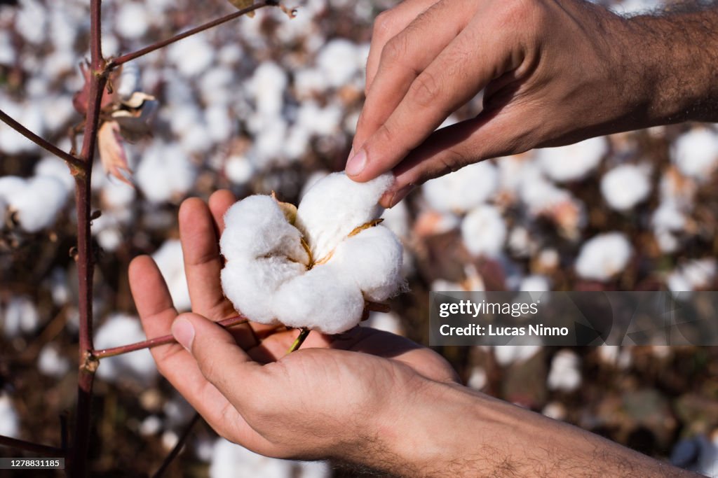 Holding Cotton Boll
