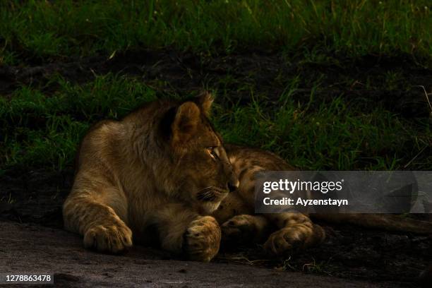 lion cub resting at wild early in the morning - dark panthera stockfoto's en -beelden