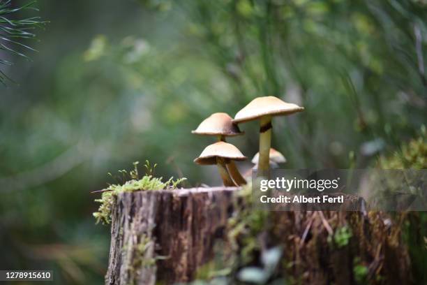 pilze auf einem baumstumpf im wald - speisepilz stock-fotos und bilder