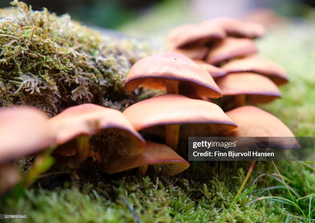 Closeup of a group of Galerina marginata poisonous fungus
