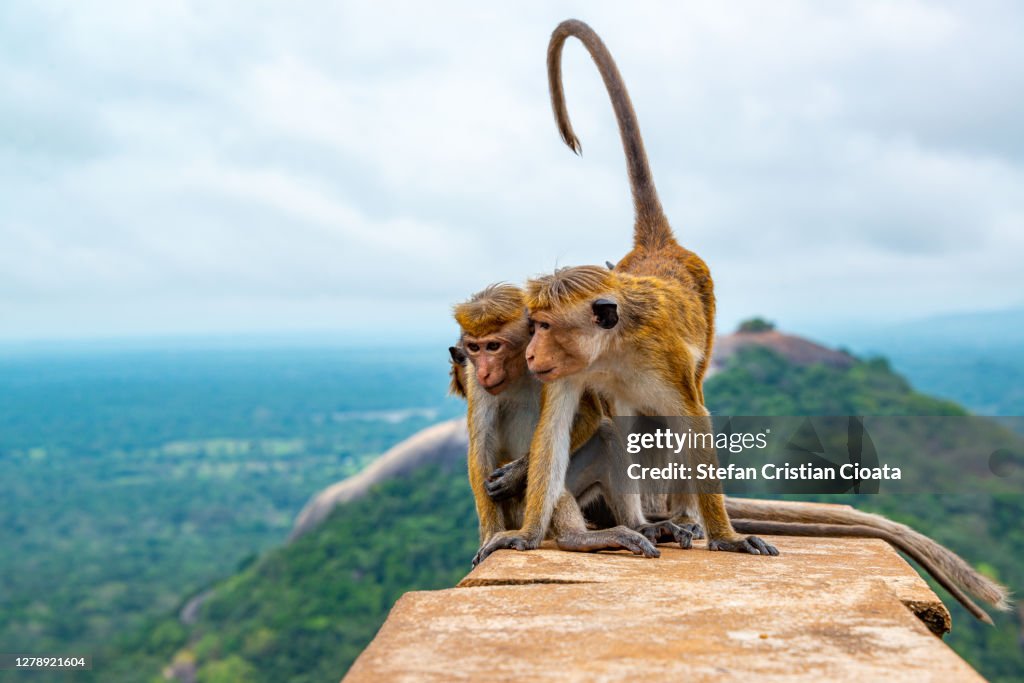 Monkeys at Sigiriya Lion Rock fortress Sri Lanka.