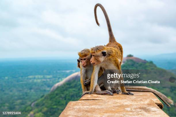 monkeys at sigiriya lion rock fortress sri lanka. - macaque stock pictures, royalty-free photos & images