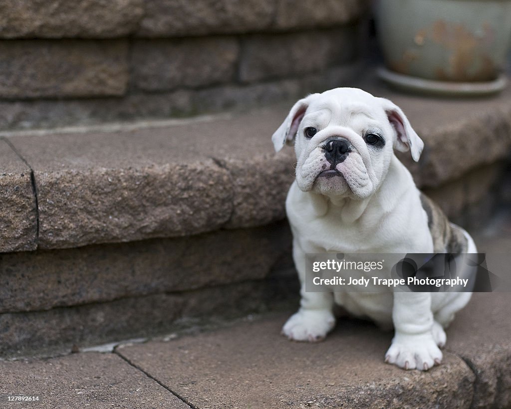 Wrinkles Galore- bulldog puppy