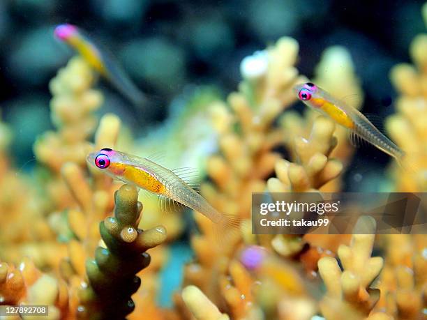 red eye goby - male maldives stock-fotos und bilder