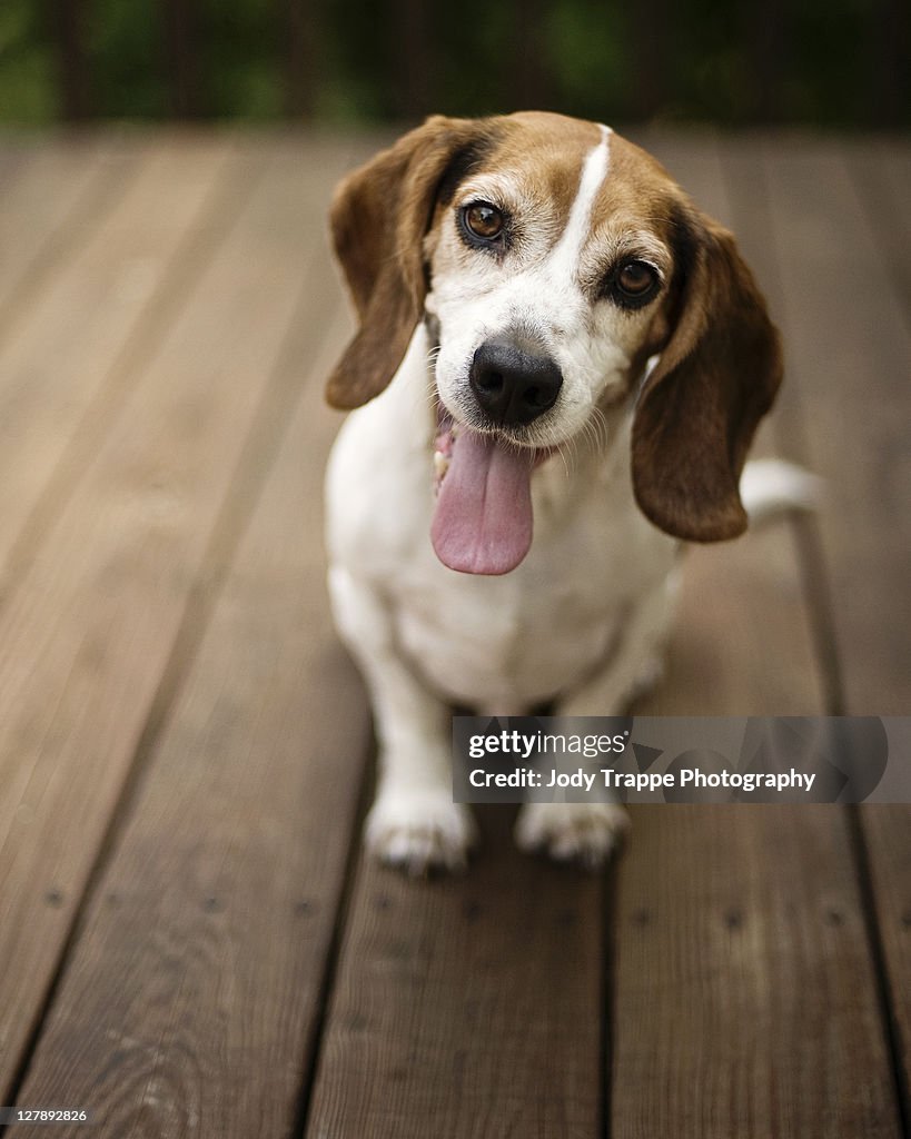 Beagle dog