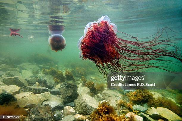 lions mane jellyfish - lions mane jellyfish stock pictures, royalty-free photos & images