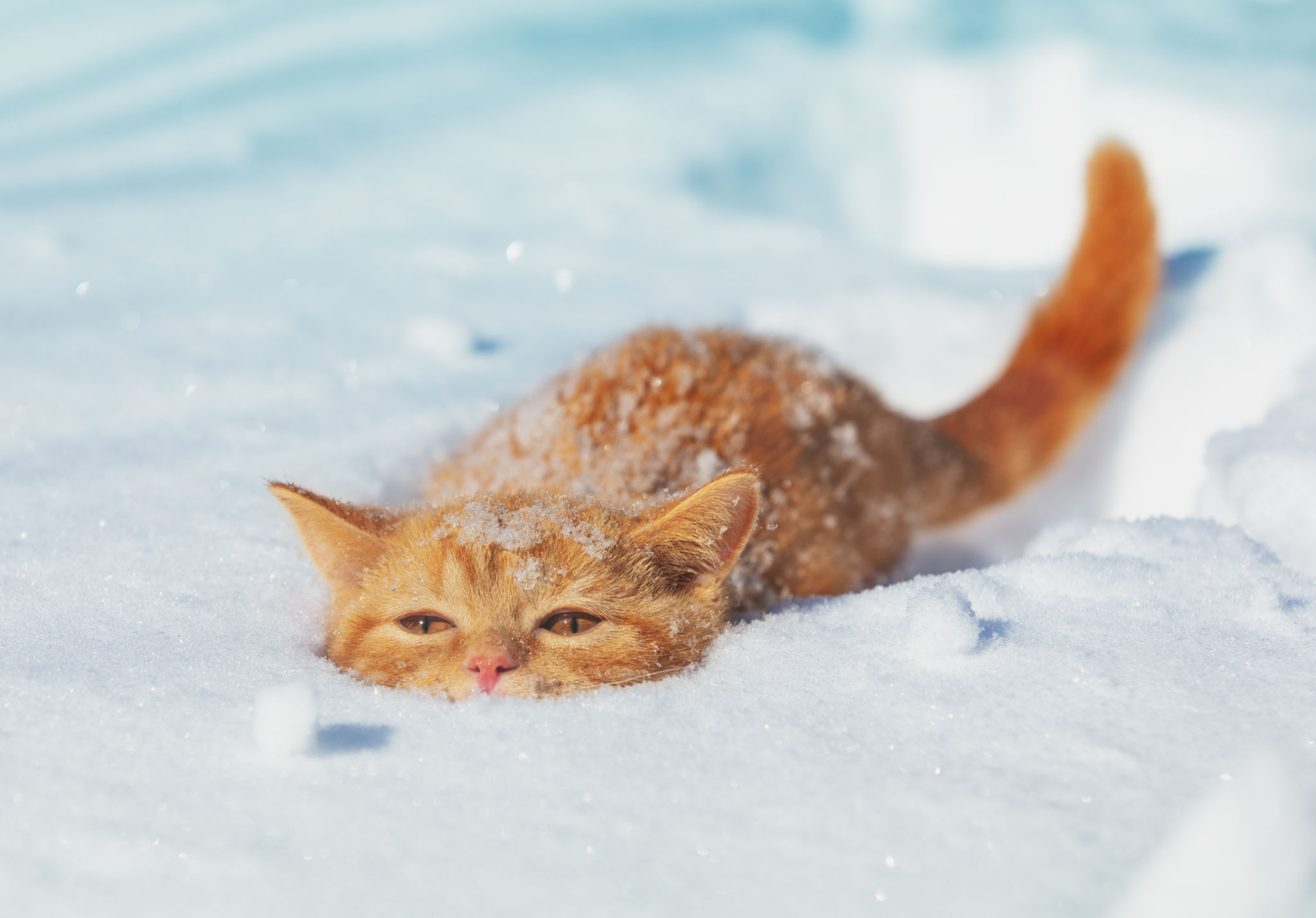 snowy landscape pets