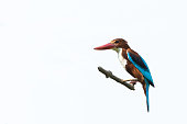 White-breasted kingfisher or White-throated kingfisher (Halcyon smyrnensis)