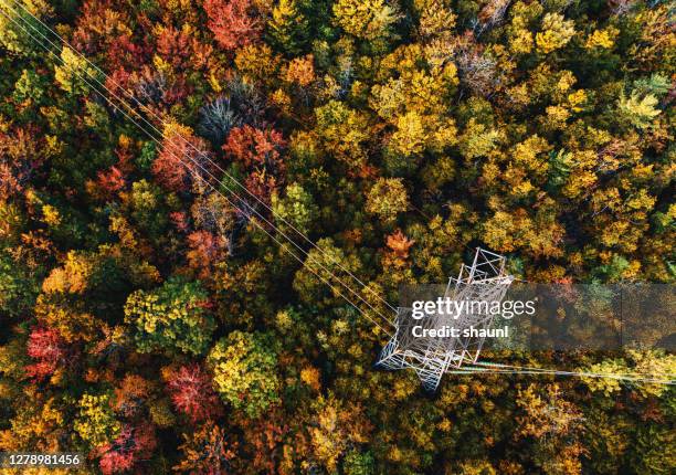 Tree Power Line Photos and Premium High Res Pictures - Getty Images