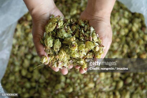 dried hop - beer hops stock pictures, royalty-free photos & images