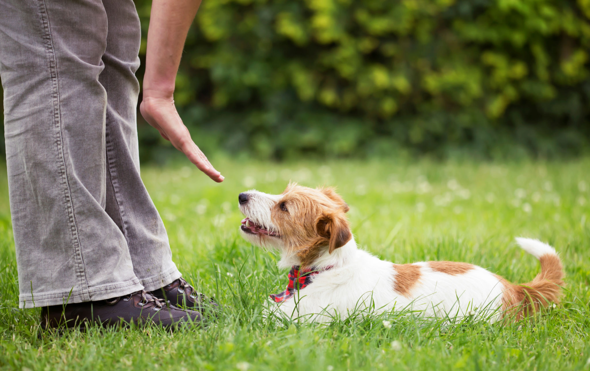 dog owner training