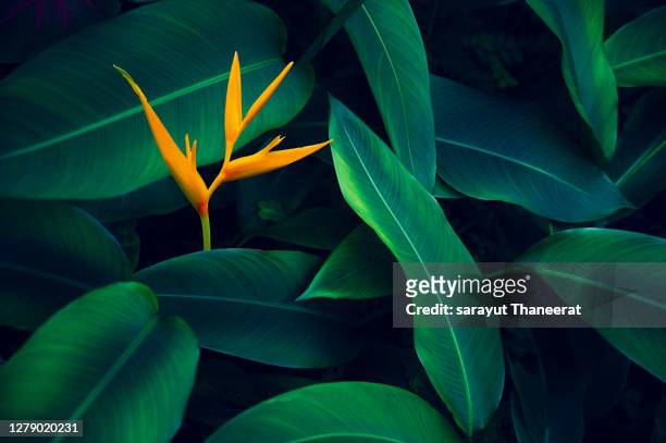 tropical leaves colorful flower on dark tropical foliage nature background dark green foliage nature - 花　成長 ストックフォトと画像