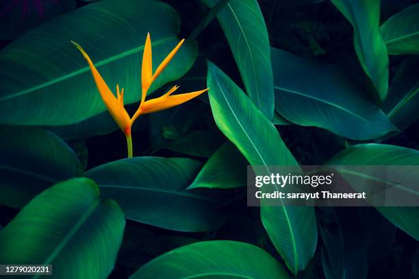 tropical leaves colorful flower on dark tropical foliage nature background dark green foliage nature - bright beautiful flowers 個照片及圖片檔