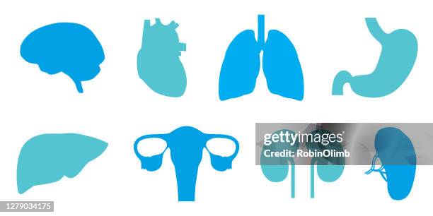 set of human organs - human heart silhouette stock illustrations