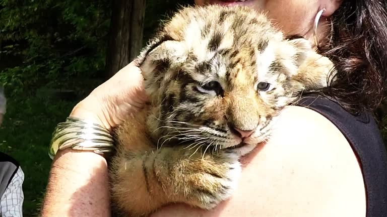 480 Funny Tiger Videos and HD Footage - Getty Images 480 Funny Tiger Videos and HD Footage - Getty Images