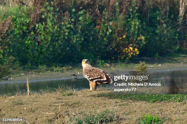 lonely imperial eagle (aquila heliaca) - aquila heliaca stock pictures, royalty-free photos & images