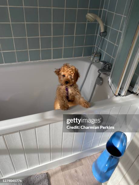 adorable small puppy standing in white bathtub in london, uk in july 2020 - buschig stock-fotos und bilder