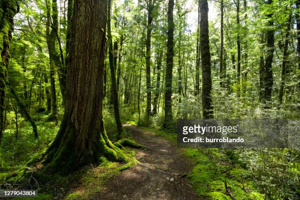 the beautiful and lush forest of the great walk kepler trail - lachen stock pictures, royalty-free photos & images