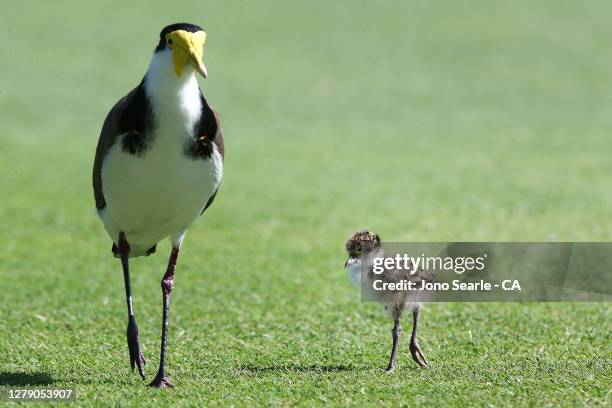 Baby Plover walks on the edge of play with its parent during game three of the Women's One Day International series between Australia and New Zealand...