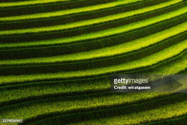 layer of rice fields on terraced - paddy field - fotografias e filmes do acervo