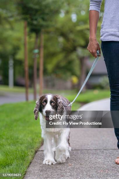 cute dog on walk with owner - tolerant dog stock pictures, royalty-free photos & images